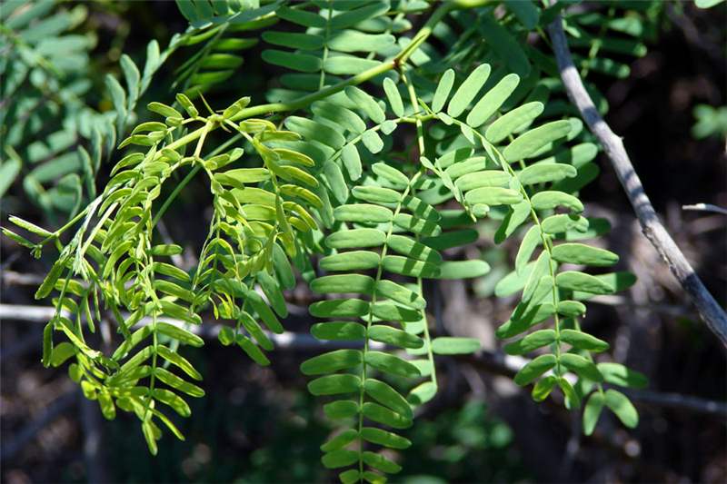 More data required to understand the impact of alien plants in an arid environment