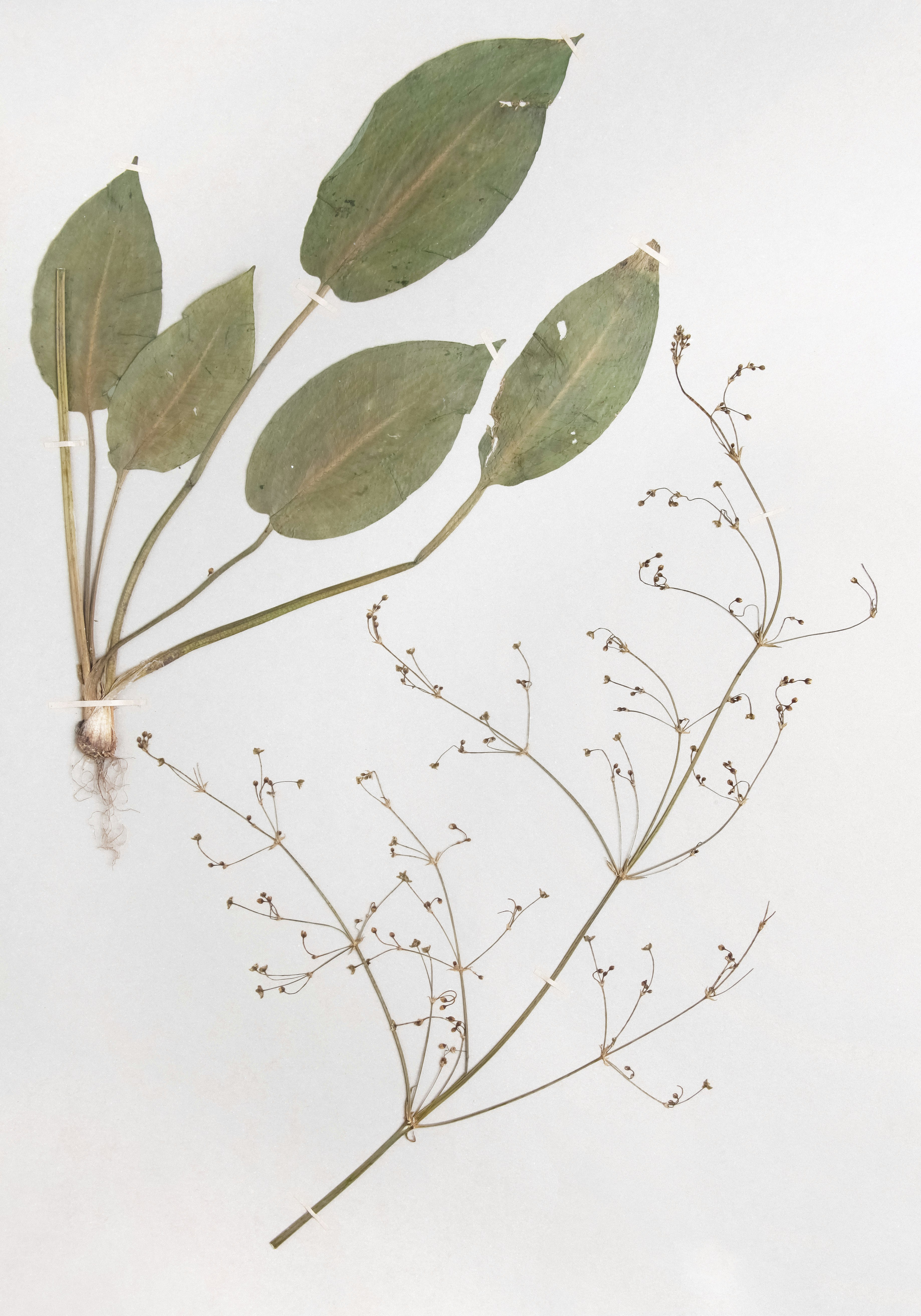 Before the Herbarium: How Saudi Arabia’s Botanical Knowledge Took Root