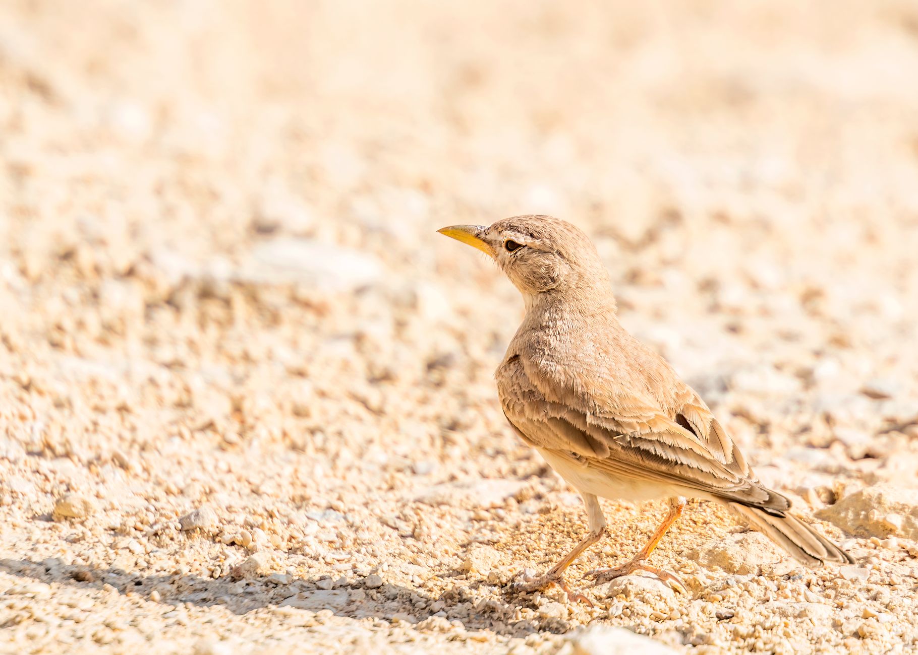 Maps of suitable habitat are not planting permits: how to read invasion models